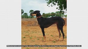 Pros and Cons of Owning a Kanni Dog: A Rare Breed from Tamil Nadu