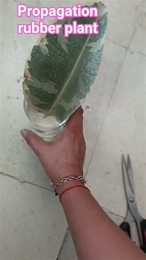 Rubber Plant propa🌿 #viralvideo #gardening #viral #garden #yt #plants #ytshorts #youtubeshorts