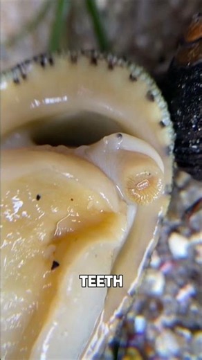 The Animal With Teeth Stronger Than Steel