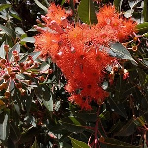 When your flowering gum flowers are done it is a good idea to trim off the spent buds before they develop into large gumnuts. Growing the gumnuts takes a lot of energy out of the tree. We have a good range of these guys in stock currently. #Corymbia #CorymbiaFicifolia #BabyOrange #BabyScarlet #RedFlame #OrangeAllOver #WhiteHeavan #BlazeOfRed #PinkSlender #TimeToTrimTheSpentFlowerBuds #LargeGumNuts #summerflowers #Felco | Austplant Nursery and Gardens