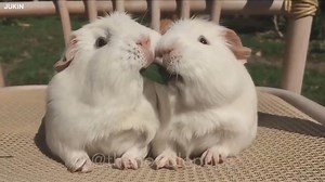 Adorable Guinea Pigs Share 'Lady and the Tramp' Moment
