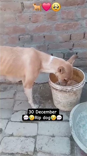 😥💔guys aaj ye dog accident me mar gai 😥💔 #accident #doglove #dogshorts #socialmedia #video #vlog🩶