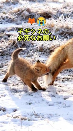 わたあめ食べたい！ママのしっぽを引っ張る甘えん坊ギツネ 🦊 Sweet Tooth Tantrum #shorts