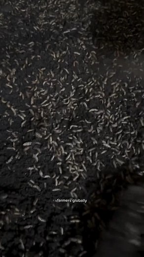 Using only waste to make animal feed is now possible for farmers globally | Bempet Organic Farm