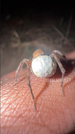 This Spider Carries Her Egg Sac Everywhere…