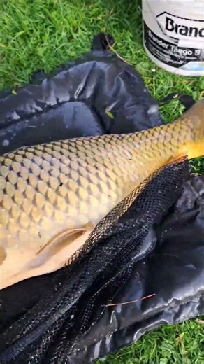 Amazing Big Carp Feederfishing.