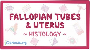 Fallopian tube and uterus histology: Video, Causes, & Meaning | Osmosis