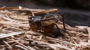 4k Video Male Crickets Singingrecorded Sound-collecting Stock Footage Video (100% Royalty-free) 3500906285 | Shutterstock