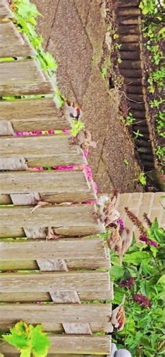 🪻🐦#asmr#my #summer#spring#views#nature#relaxing #naturesounds#fypシ#fyp#viral#viralshorts#video#reels