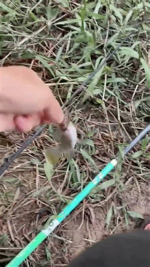 Raining fishing video 🐟👉🎣 #handfish #gofishi #fish #subscribe #fishing #fishingvideo #fishinglife