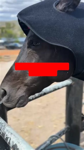 It’s here… our Black Friday Sale is officially LIVE 🔥 If you’ve been waiting for the right moment to invest in your horse’s comfort, performance or recovery… this is it. We’ve opened up some of our biggest savings ever, including: ✨ $500 off our Infrared Therabay! ✨ Because when you understand your horse’s body… and when you support it consistently… everything changes. 🧡Better movement. ❤️Better comfort. 🖤Better recovery. Get in quick… this offer is 4 DAYS ONLY!! Let’s make your horse feel th