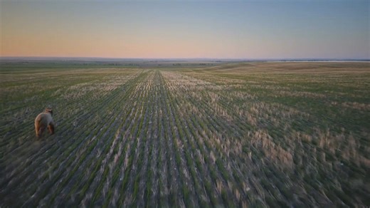 DRONES AND WILDLIFE: Tonight at 6 p.m. watch NBC Montana to learn how innovative drone technology helps to prevent human-wildlife conflicts. See what it means for the future wildlife management. 🎥: Wesely Sarmento, Montana FWP Share Your Videos: https://NBCMontana.com/ChimeIn | NBC Montana