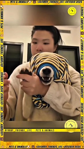 Mehmet Y. Gürle on Instagram: "Three Main Types of Intelligence😯🤔🐶 According to Canadian psychologist Stanley Coren's research on canine intelligence, canine intelligence falls into 3 categories: 1. Instinctive Intelligence A dog's innate abilities (herding, hunting, protection, etc.) For example, the herding instinct of the Border Collie is this type of intelligence. 2. Adaptive Intelligence Ability to learn by trial and error, problem solving, adaptation to the environment. Skills such as o