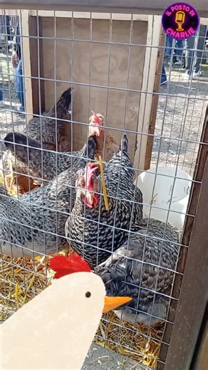 La gallina non è un animale intelligente #shorts #chicken #chicken #chicks #gallinas #galline #fun
