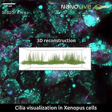 Cilia visualization with Nanolive imaging in Xenopus cells