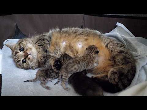 Cute little kitten desperately searching for its mother cat's milk...