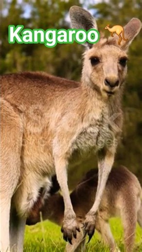 कंगारू का बच्चा ❌ गैंगस्टर का बच्चा ✅ #hungergamestiktok #cute