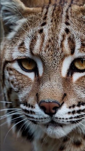 Bobcat Close-Up – Intense Gaze and Whiskers of a Wild North American Lynx