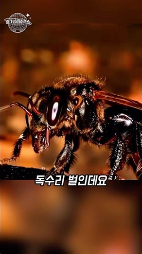고기로 만든 꿀을 아시나요? 독수리벌의 충격적 진실