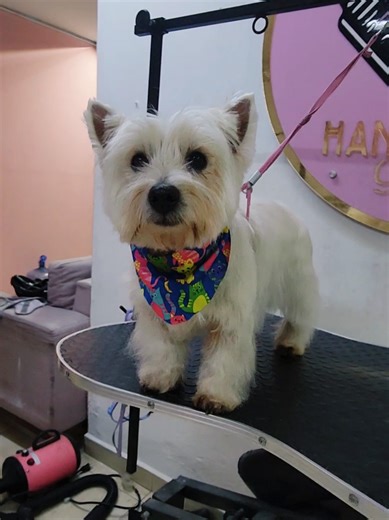 Benito en su sesion de #stripping #westi #esteticafelinaycanina #esteticaprofissional #esteticacaninaprofesional