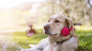 Los animales también entienden de música
