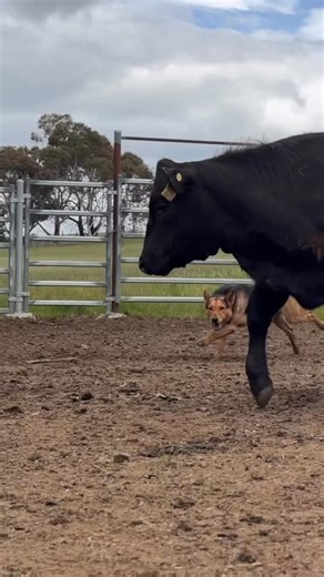 Stock Chick Films on Instagram: "Working Kelpie Sherwood Whippet educates some Angus heifers with the help of Marlon and Chi #workingkelpie #workingdog #cattledogs"