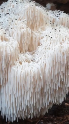 🍄 The Mushroom that is "Fertilizing" for your Brain: Lion's Mane stimulates BDNF and Longevity 🧠