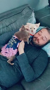 23K views · 686 reactions | Two puppies fighting over their daddy! #cute #dog #shortreels #funnyreel #funny #chihuahua #puppylove #funnyvideo #doglover #tinydog #fyp | The chihuahua family | Facebook