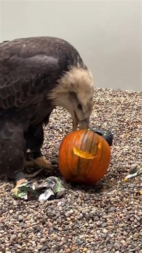 12K views · 447 reactions | Happy Owl-lween! . TRC’s raptor Ambassadors are enjoying some well deserved pumpkin enrichment. . Come visit education ambassadors at The Raptor Center! See you soon! | The Raptor Center | Facebook