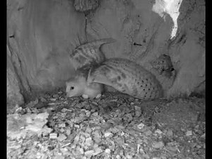Barn Owl v Tawny Owl | Discover Wildlife | Robert E Fuller