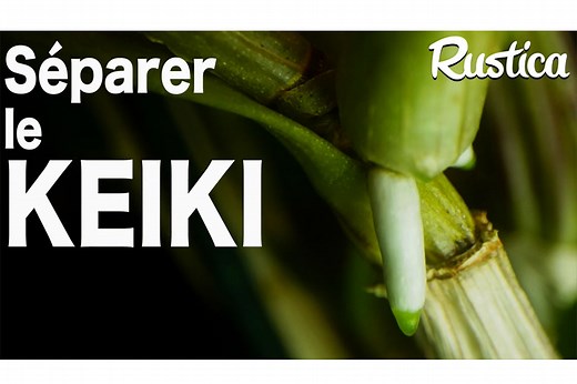 Bouture d'orchidée : séparer un keiki facilement et rapidement