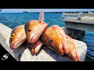Taught a Subscriber How to Catch Grouper & Snapper on the Skyway Fishing Pier!