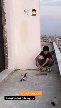 Chiri mari pigeon kabutar