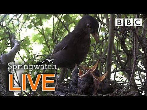 UK nature LIVE cams Day 1 🐦🐤🐤 - BBC Springwatch
