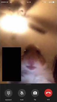 hamster calling me
