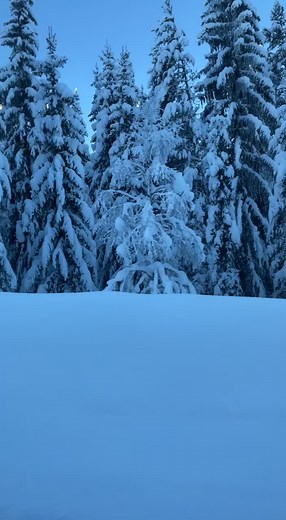 Serene Winter Scene: Snow-Covered Coniferous Trees