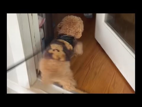 Carlo visited Milu’s home, and then both showed off their skills