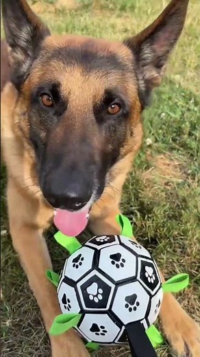 Durable, waterproof, and fun – the best interactive football for your dog to play with!
