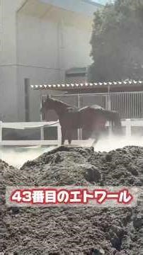 【2026.05.17】肥育場からの43頭目のエトワール🐴 引退馬を保護、リタッチ馬～💕 #引退馬 #horse #競馬 #協賛 #協賛企業募集中 #農林水産