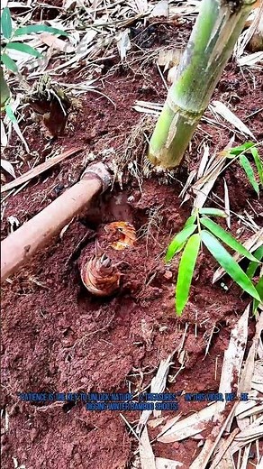 How to Dig Winter Bamboo Shoots