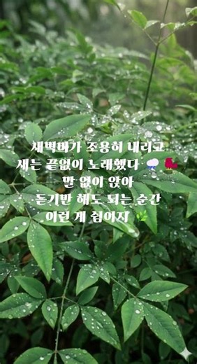 비 오는 새벽 새소리 ASMR | 마음이 저절로 고요해지는 소리 🌧️🐦 #쇼츠 #새소리 #힐링 #마음챙김
