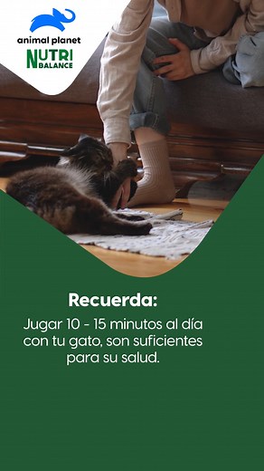 4.7K reactions · 96 shares | ¡A jugar! El jugar con tu gato les traerá beneficios a ambos, ya que fortalecen el vínculo, se desestresan y estimulas su mente y cuerpo durante el juego. #GatosFelices #Prevención #AnimalPlanetNutribalance #NutreSuInstinto | Animal Planet Nutribalance | Facebook