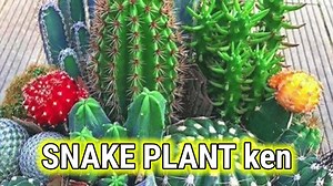 434K views · 6.4K reactions | Dawat Ct: The four decade duo_(song) | Donya Pidang Sayote | Facebook