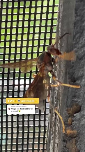 Reply to What Do Wasps Eat？ TW： Dead Animal ... #foryou #fyp | adeola mkhari