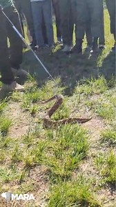 30K views · 53 reactions | We’re going to slither into your Sunday...