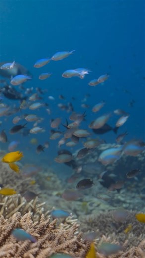 National Geographic on Instagram: "Made up of tiny sea animals called corals, reefs provide an essential home for so many of the marine species in our ocean. Ocean with David Attenborough is now streaming on @DisneyPlus and @hulu."