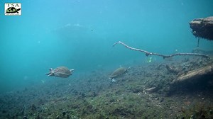 TSA-NAFTRG scientist Tabitha Barbree Hootman has been conducting a home-range and movement study on Florida Redbelly and Peninsula (Pseudemys f. peninsularis) Cooters utilizing radio-telemetry in Wekiwa and Rock Springs in Florida. In this video clip, you can see one of the transmitters attached to this turtle. To support highly valuable field research like this with North American turtles, please follow this link! https://secure.turtlesurvival.org/np/clients/turtlesurvival/donation.jsp?campaign