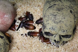 Cockroach-Eating Contest Tonight at Six Flags Fright Fest