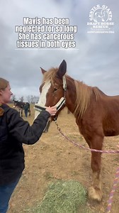657K views · 32K reactions | This is it! Our 3 new arrivals made it home safe and sound yesterday! Meet Charger, Asher, and Mavis! | Gentle Giants Draft Horse Rescue | Facebook