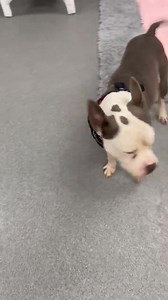 8.3K views · 602 reactions | NED, new to adoption at Genesee County Animal Control | Genesee County Animal Control | Facebook